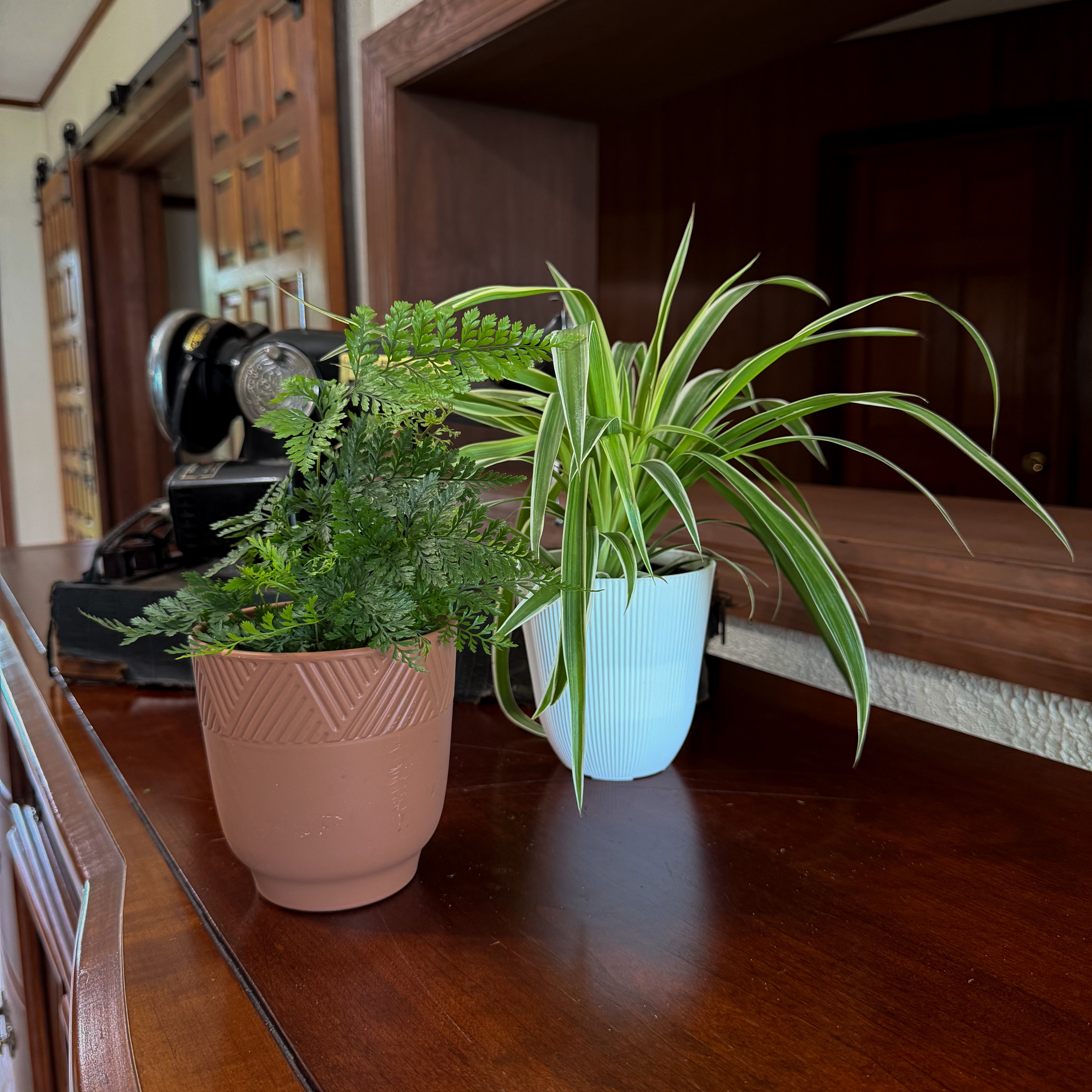 Fern &amp; Foliage Mystery Houseplant 4 Pack - 4 Inch Indoor Houseplants