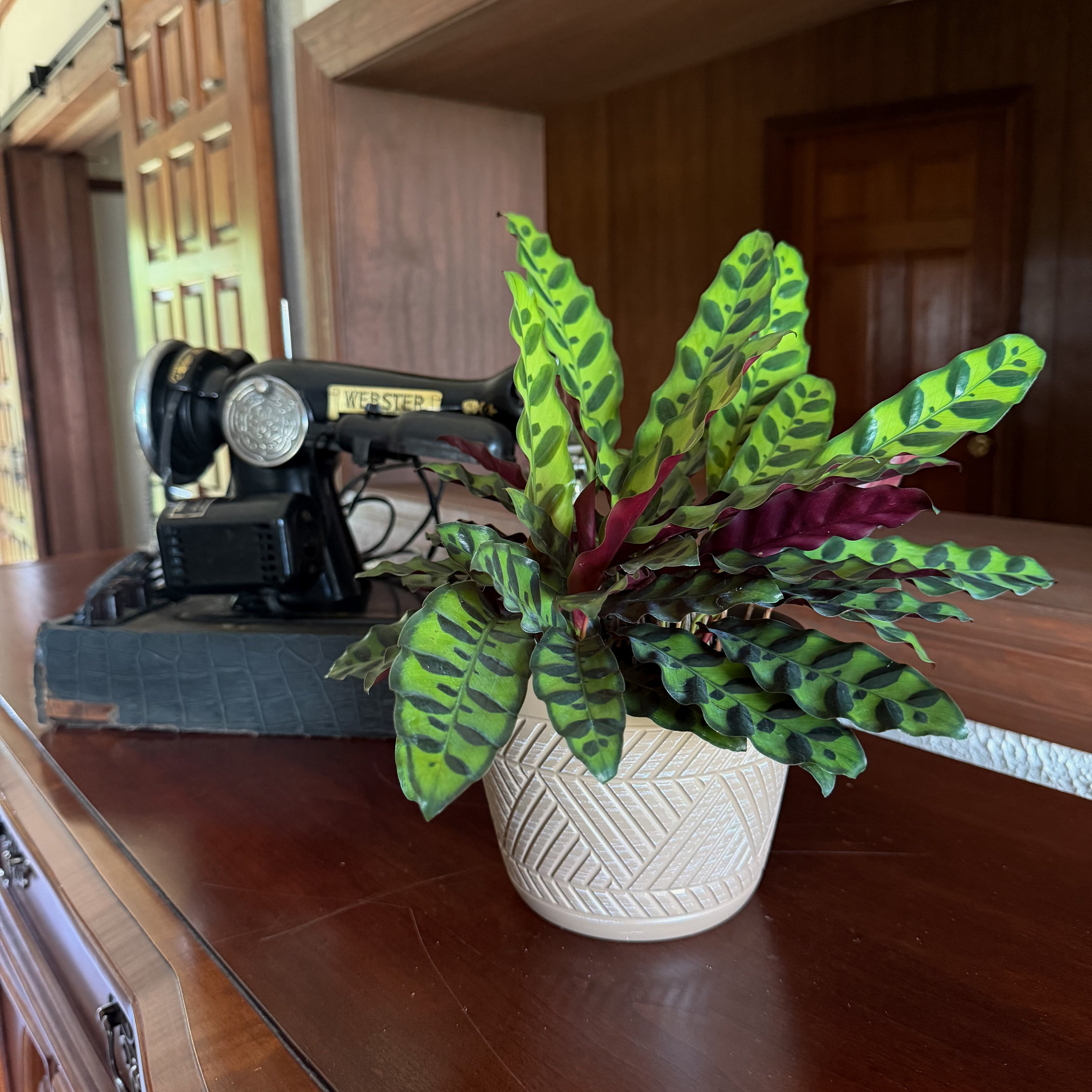 Calathea Rattlesnake (Calathea Lancifolia Goeppertia Insignis) - 6 Inch Indoor Houseplant