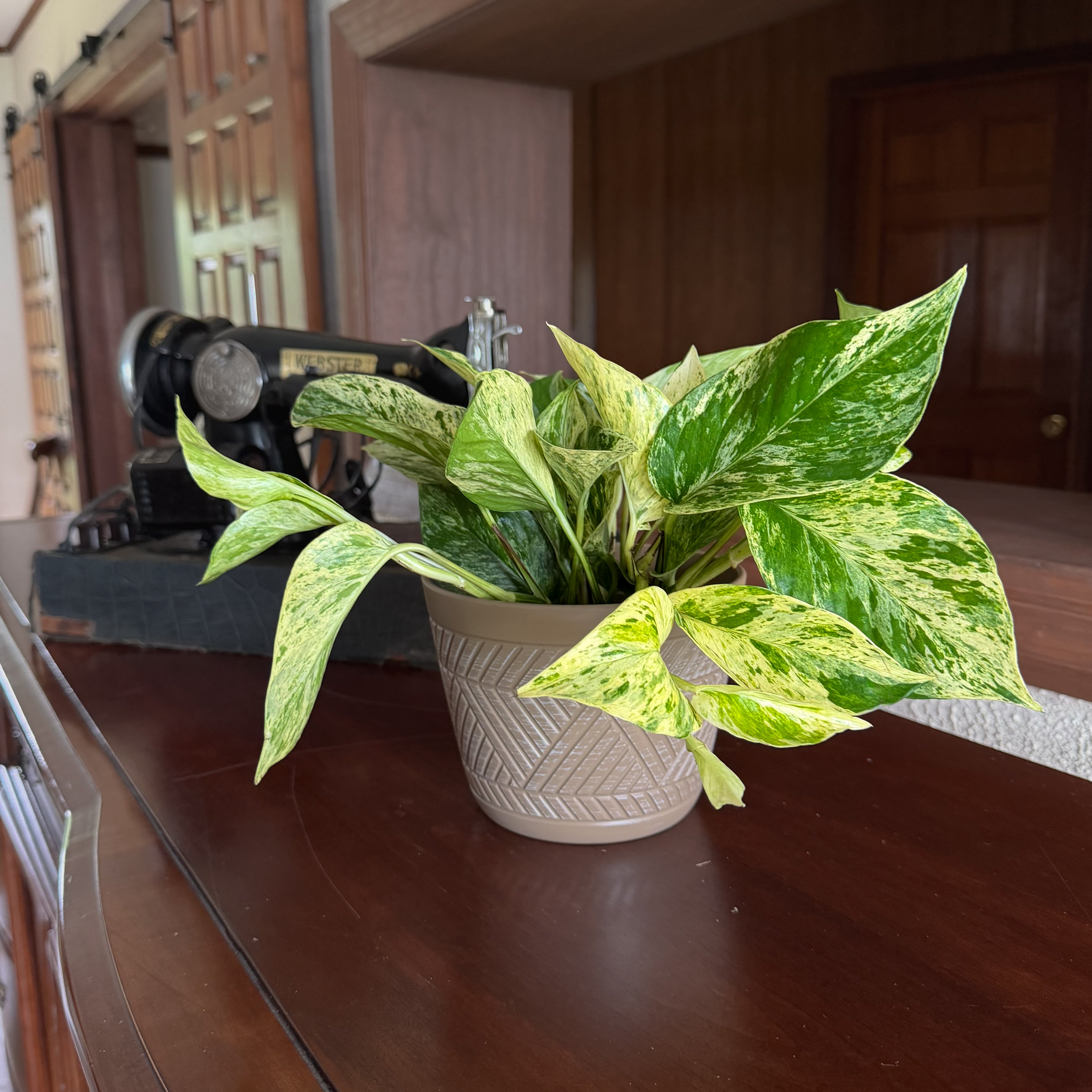 Pothos Marble Queen Hanging Basket (Epipremnum Aureum 'Marble Queen') - 6 Inch Indoor Houseplant