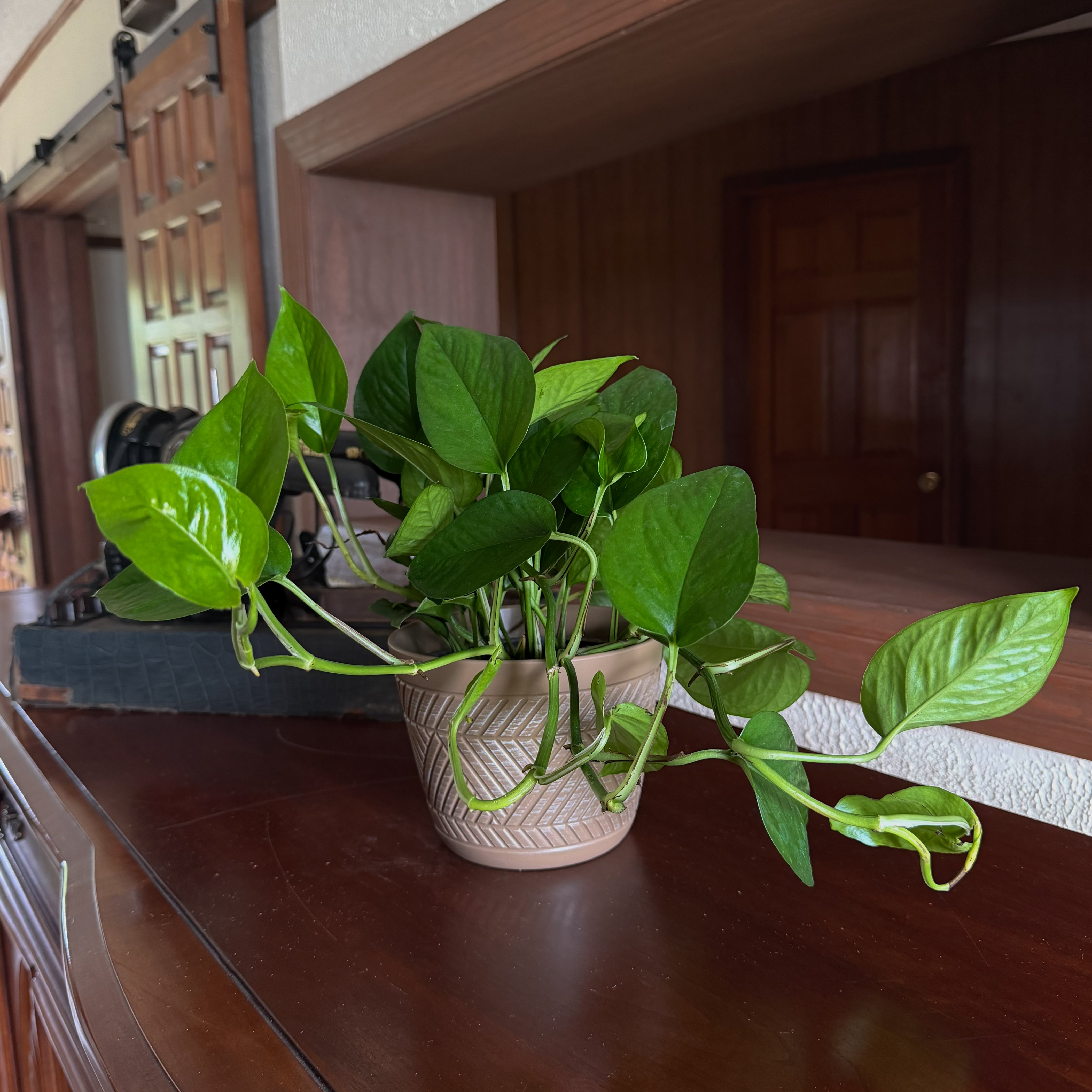 Pothos Jade Hanging Basket (Epipremnum Aureum 'Jade') - 6 Inch Indoor Houseplant