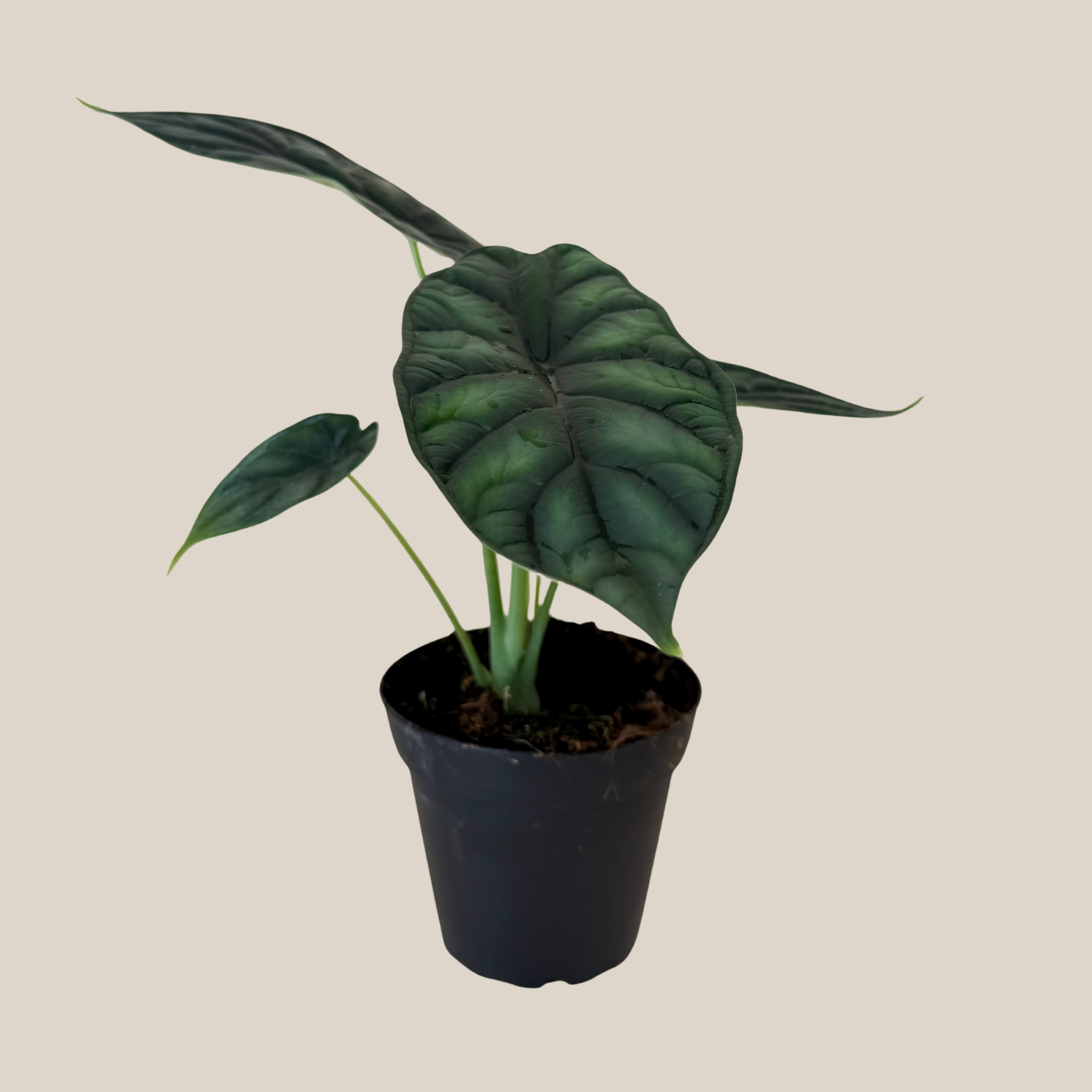 Alocasia Dragon Scale (Alocasia Baginda 'Dragon Scale') - 4 Inch Indoor Houseplant