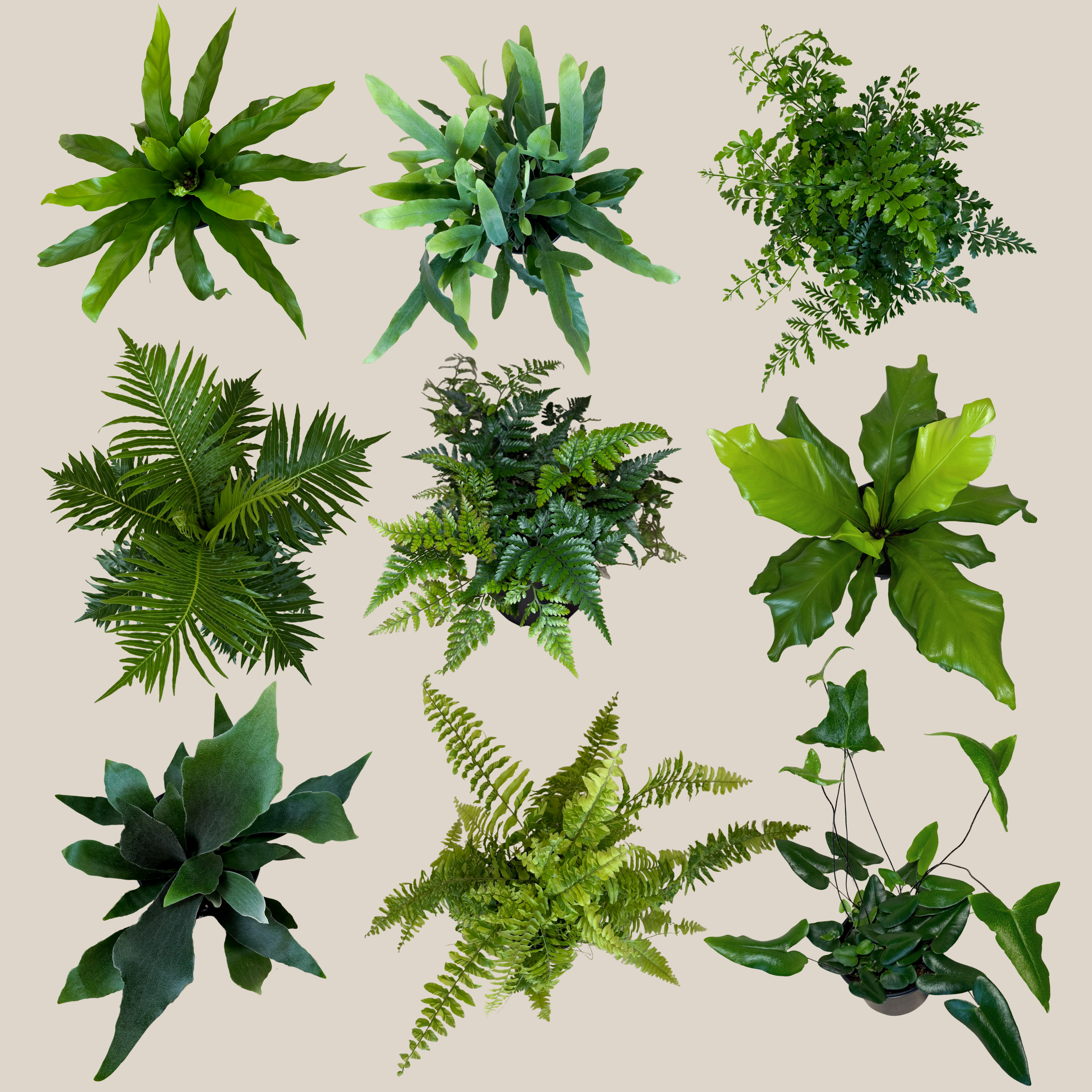 Mystery Ferns 4 Pack - 6 Inch Indoor Houseplants