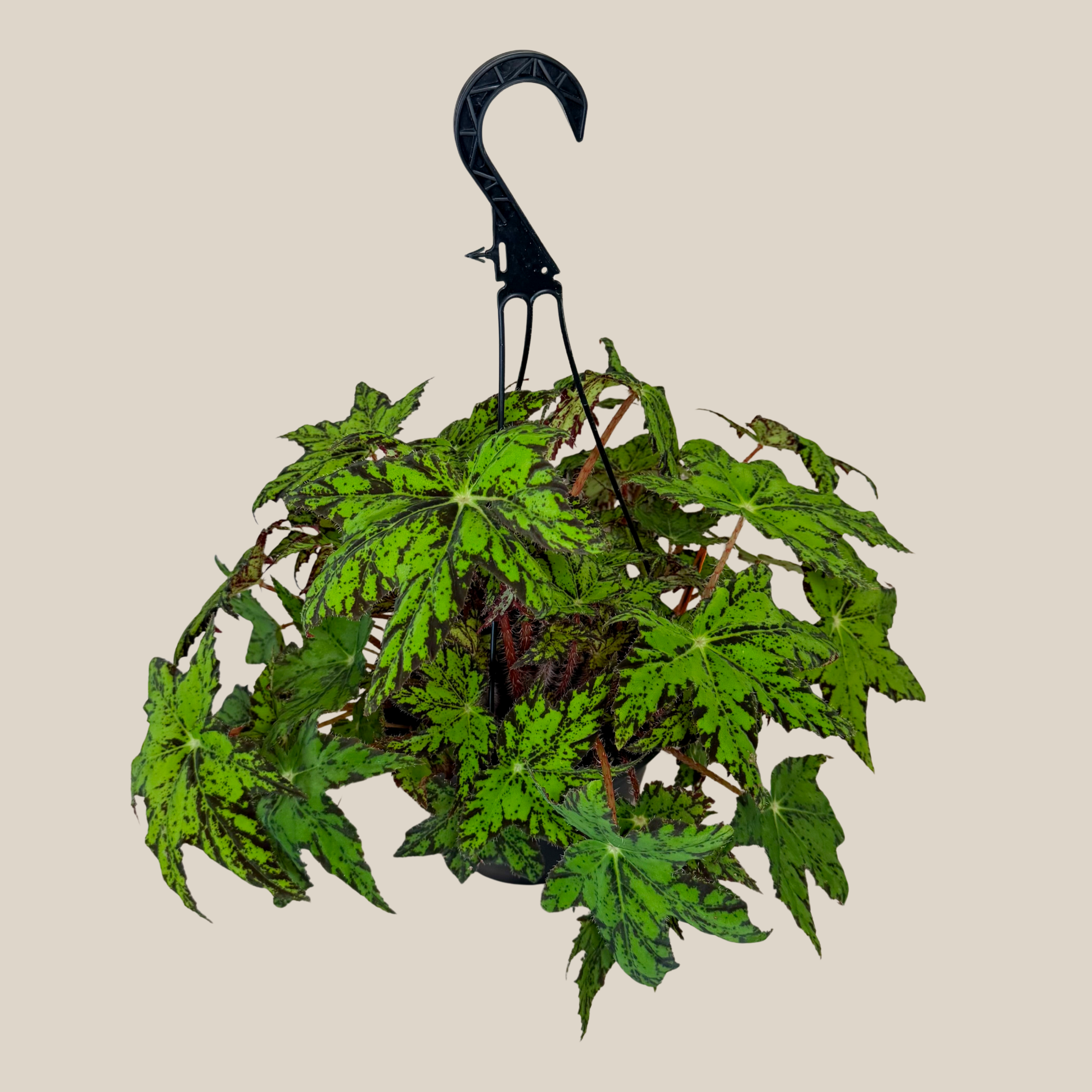 Begonia Geometry Hanging Basket (Begonia Rex-Cultorum 'Geometry') - 8 Inch Indoor Houseplant