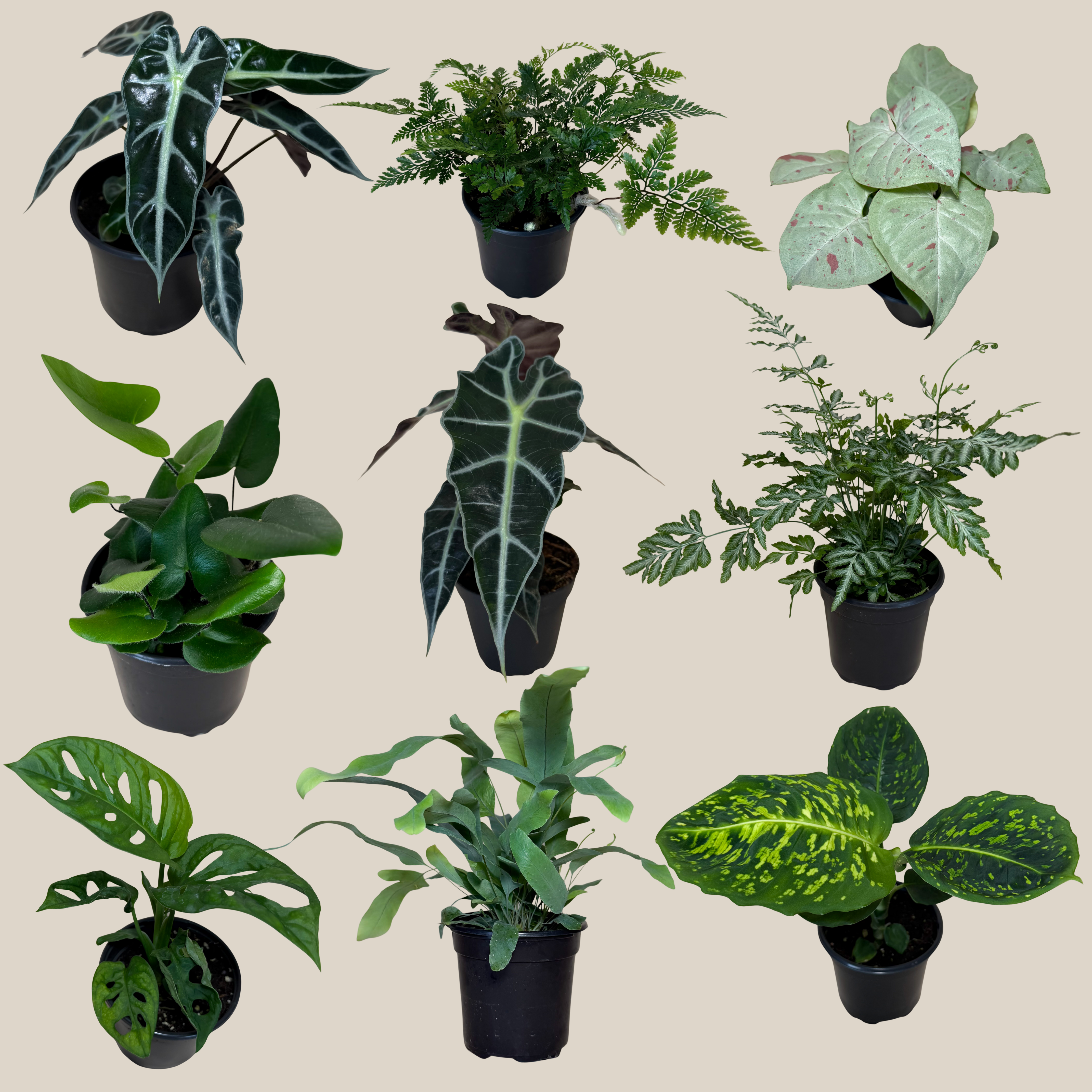 Fern &amp; Foliage Mystery Houseplant 4 Pack - 4 Inch Indoor Houseplants