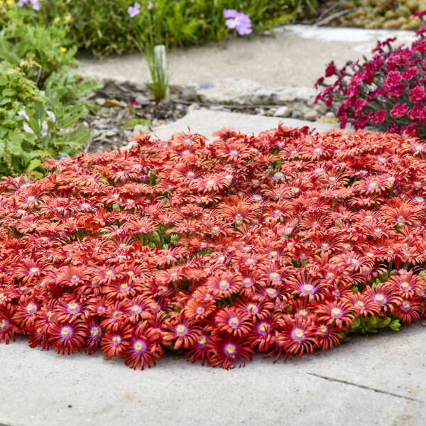 FLASHMOB™ ‘Macarena’ Ice Plant (Delosperma ‘Macarena’) - QT