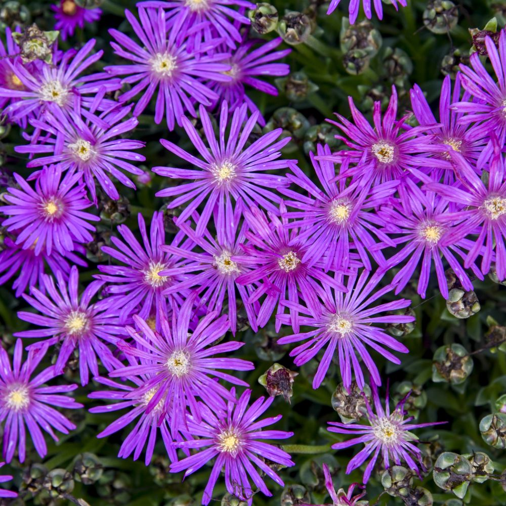 FLASHMOB™  'Electric Slide' Ice Plant (Delosperma 'Electric Slide') - QT