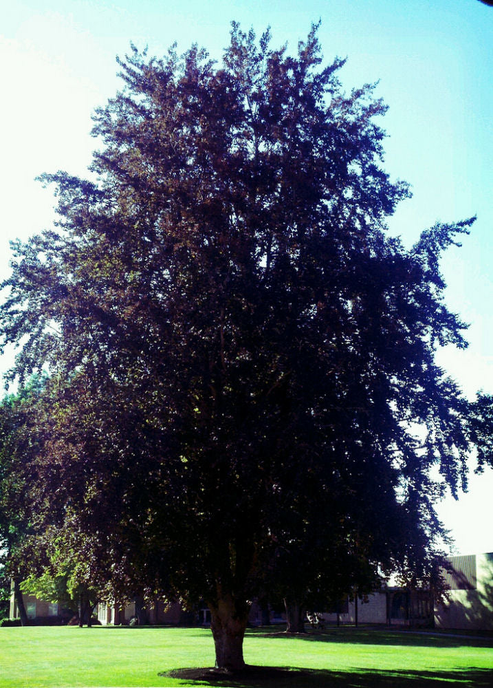 American Beech (Fagus grandifolia) - 1 gallon 2-3' TREE
