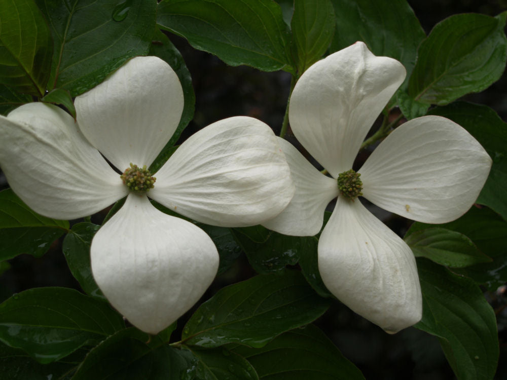 Venus® Dogwood (Cornus x 'KN30-8') - 2 gallon 3' TREE