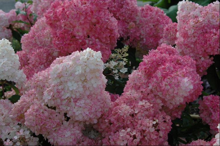 Vanilla Strawberry™ Hydrangea (Hydrangea paniculata 'Renhy') - QT