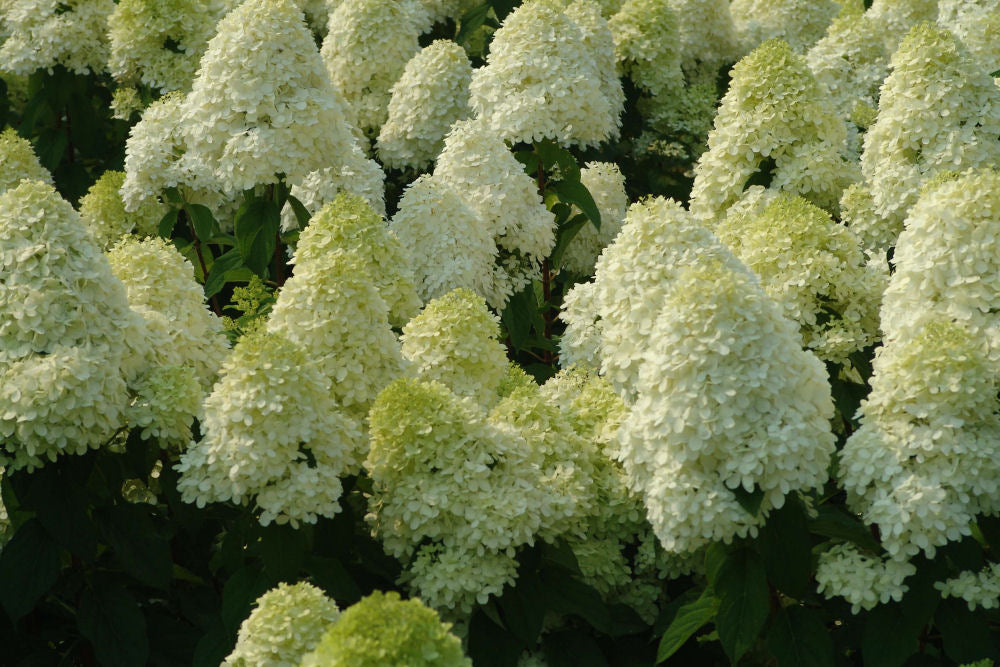 'Limelight' Panicle Hydrangea (Hydrangea paniculata 'Zwijnenburg') - 1 gallon 12" HEAD