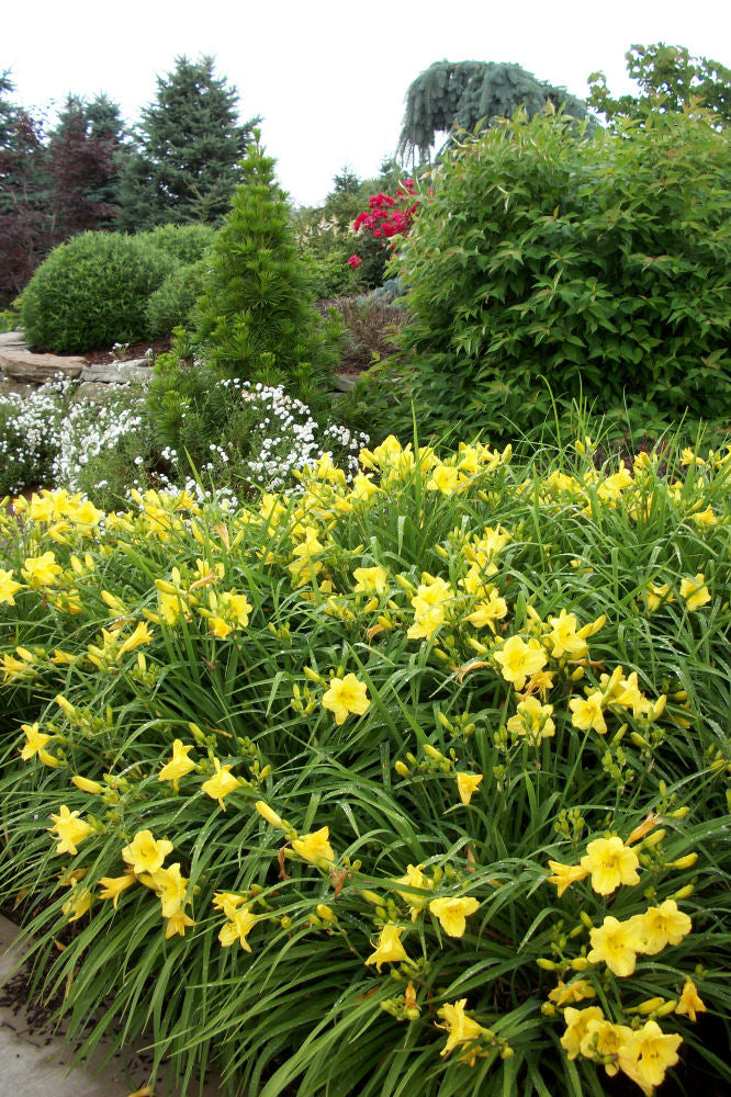 Happy Returns Daylily (Hemerocallis 'Happy Happy Returns') - QT