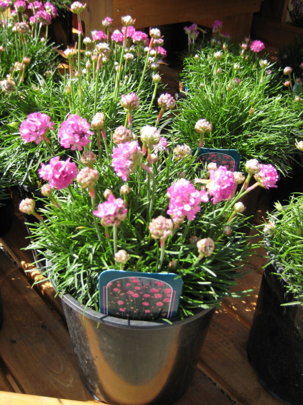 Splendens Sea Thrift (Armeria maritima 'Splendens') - QT
