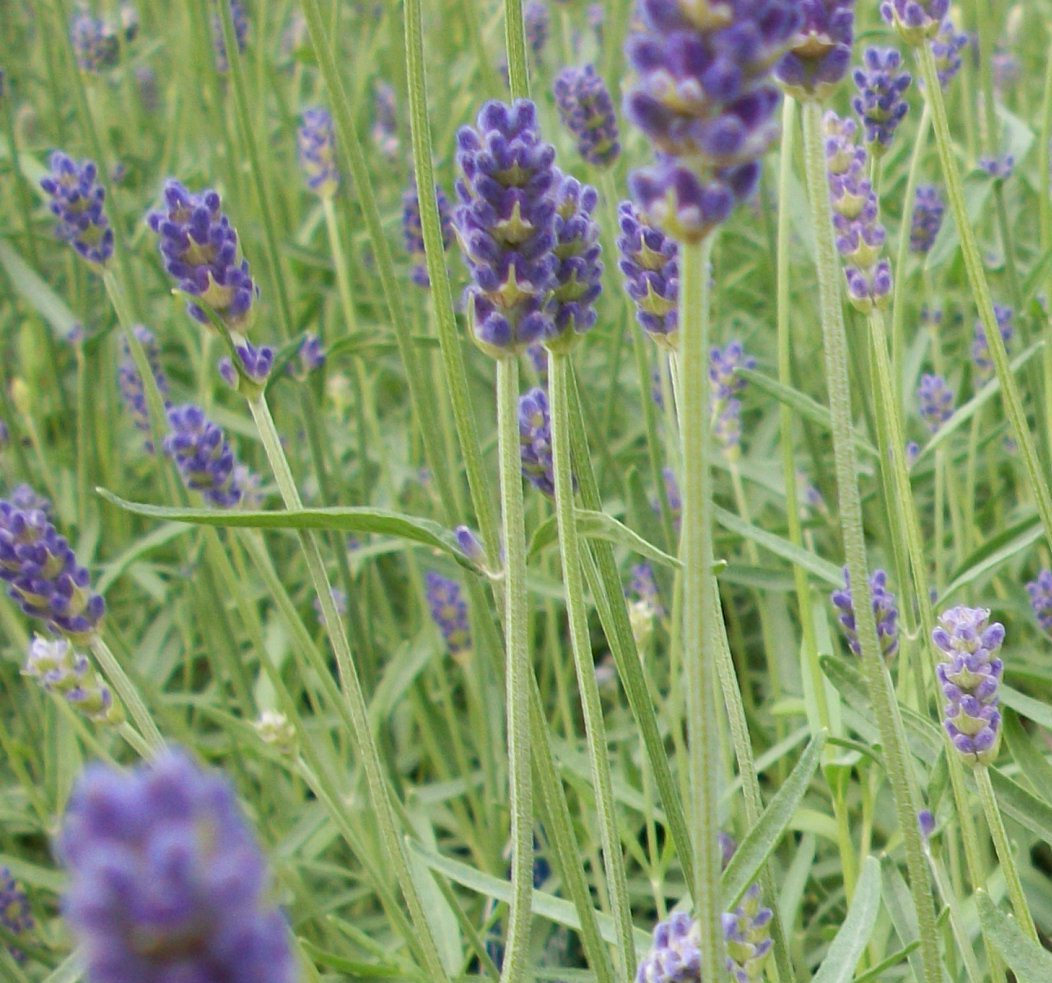 Provence Lavender (Lavandula x 'Provence') - QT