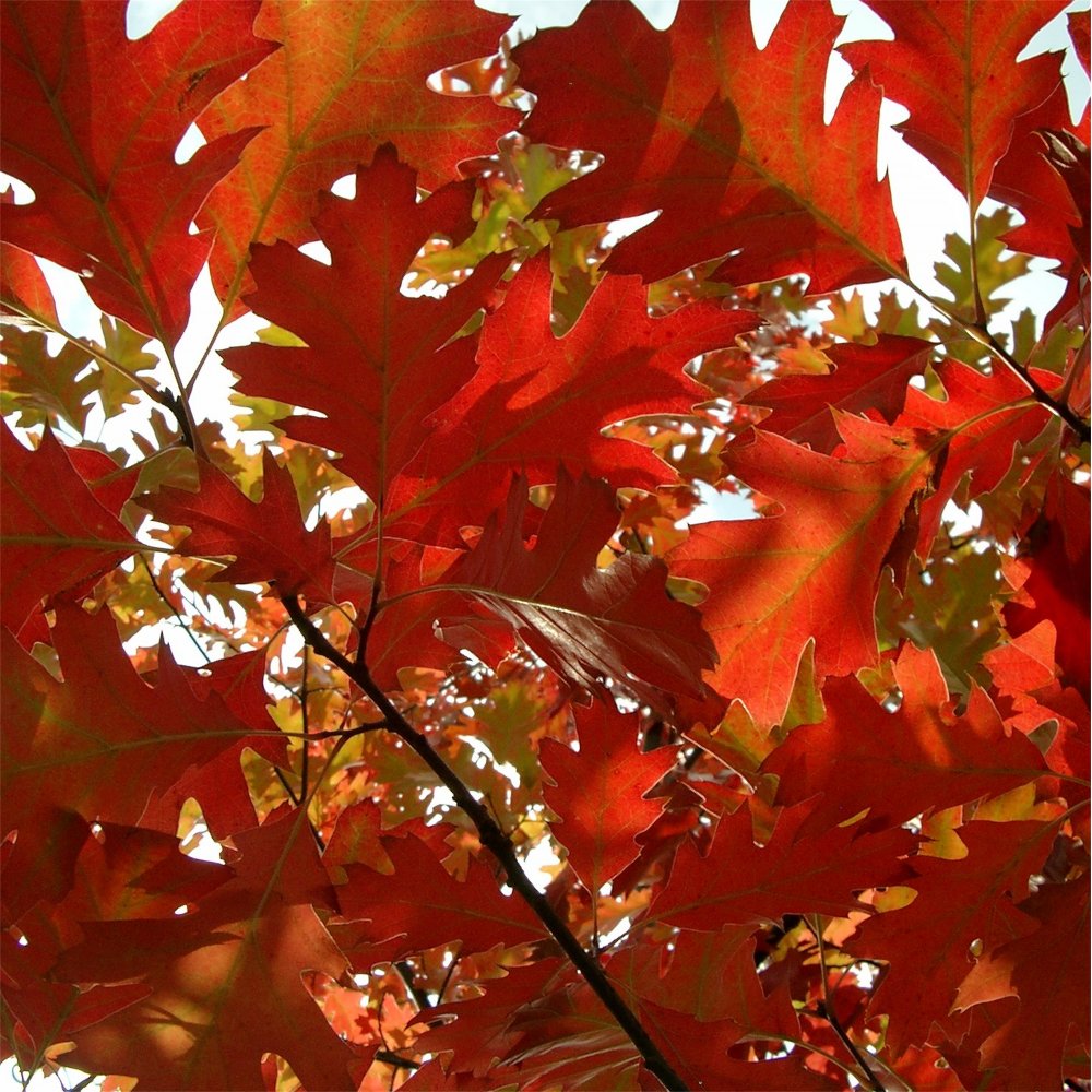 Red Oak (Quercus rubra 'Rubrum') - 3 gallon