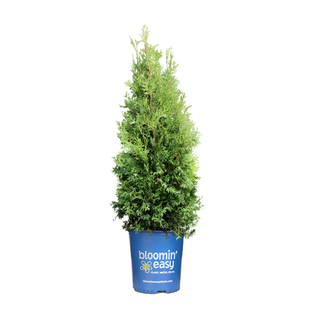 Private Jet™ Arborvitae (Thuja occidentalis Private Jet  'King of Brabant') - 1 gallon