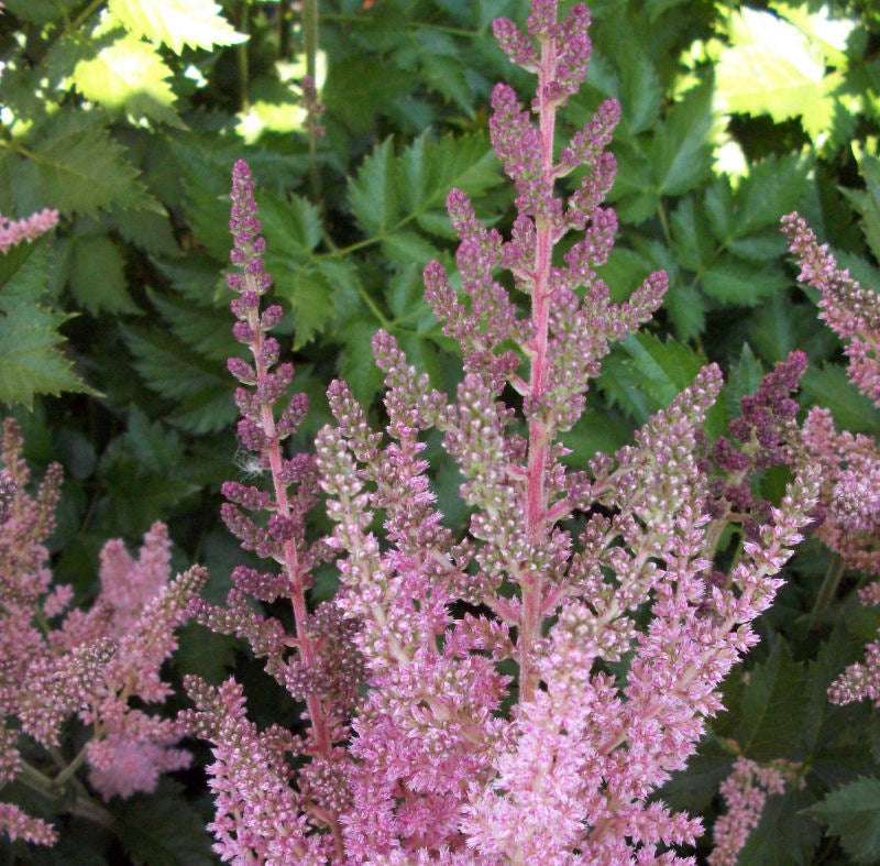 Vision In Pink Astilbe (Astilbe chinensis 'Visions in Pink') - QT