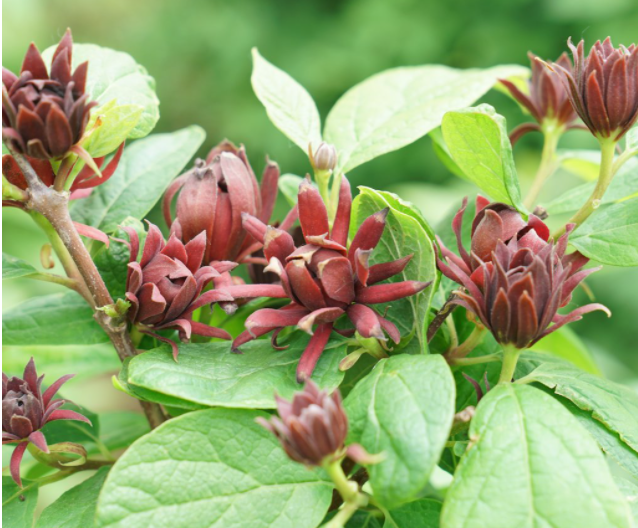 Simply Scentsational® Sweetshrub (Calycanthus simply 'Scentsational') - QT