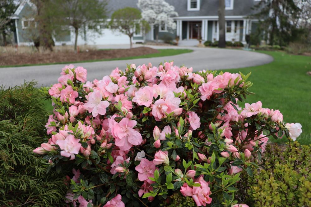 Perfecto Mundo Pink Carpet® Azalea (Rhododendron x 'Pink Carpet’ (NCRX11)) - QT