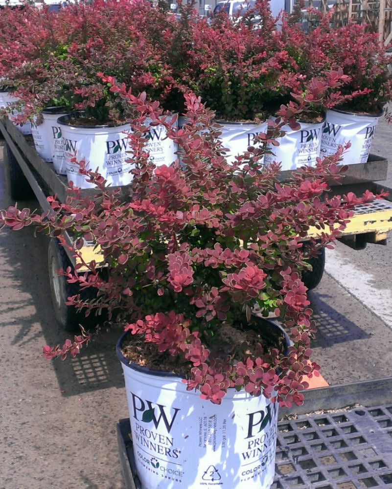 Sunjoy® Tangelo™ Barberry (Berberis thunbergii 'Sunjoy Tangelo') - QT