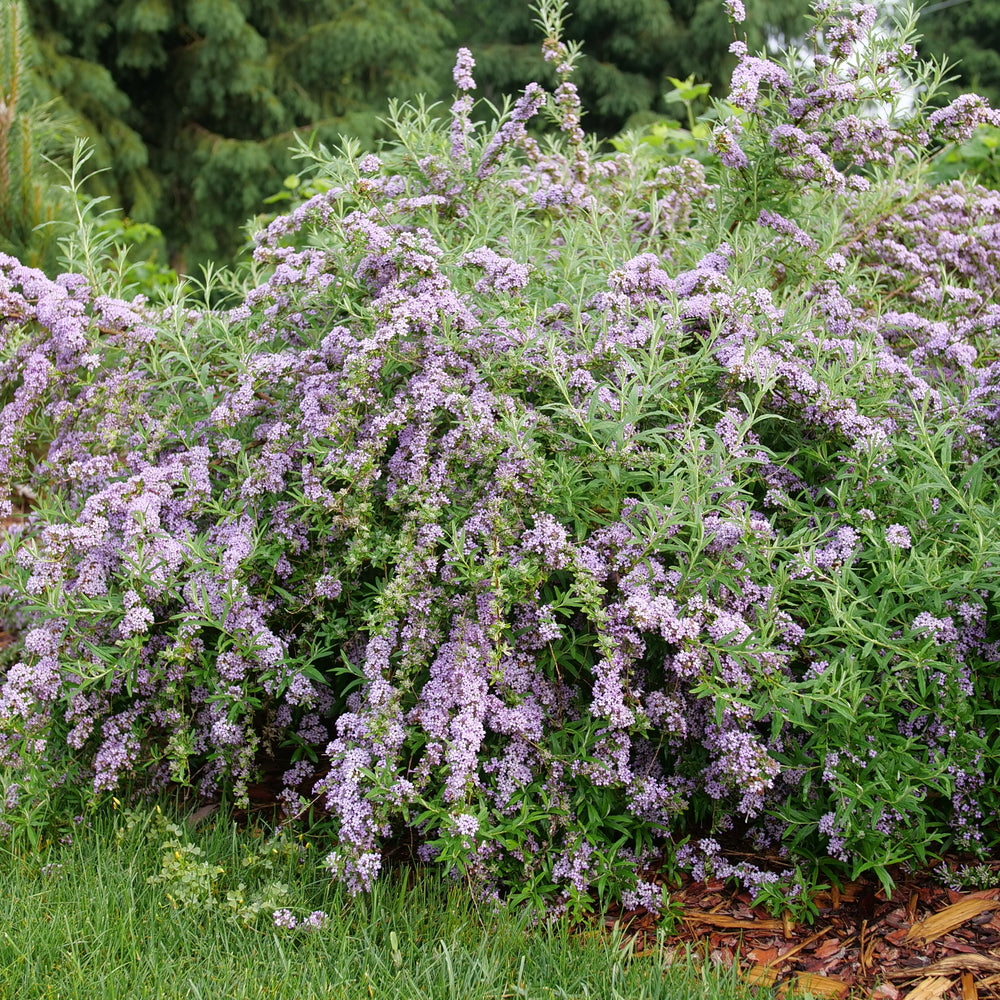 Mop Top® Fountain Butterfly Bush (Buddleia alternifolia Mop Top®) - QT