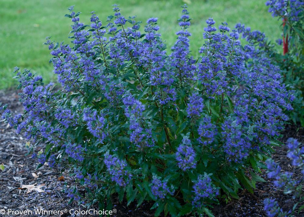Beyond Midnight® Bluebeard (Caryopteris x clandonensis 'Beyond Midnight’ (T-9-12)) - QT