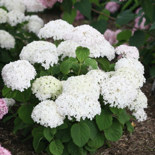 Invincibelle Wee White® Smooth hydrangea (Hydrangea arborescens 'Invincble Wee White') - QT