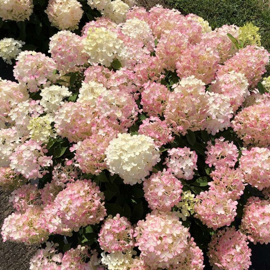 Fire Light Tidbit® Panicle Hydrangea (Hydrangea 'P Fire Light Tidbit') - QT