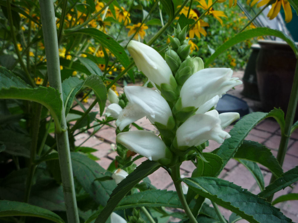 Turtlehead (Chelone glabra) - QT