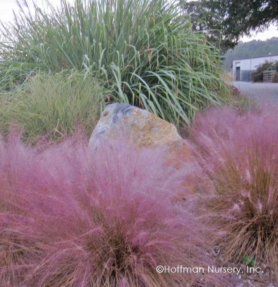 Pink Muhly Grass (MUHLENBERGIA 'Muhlenbergia Capillaris') - QT