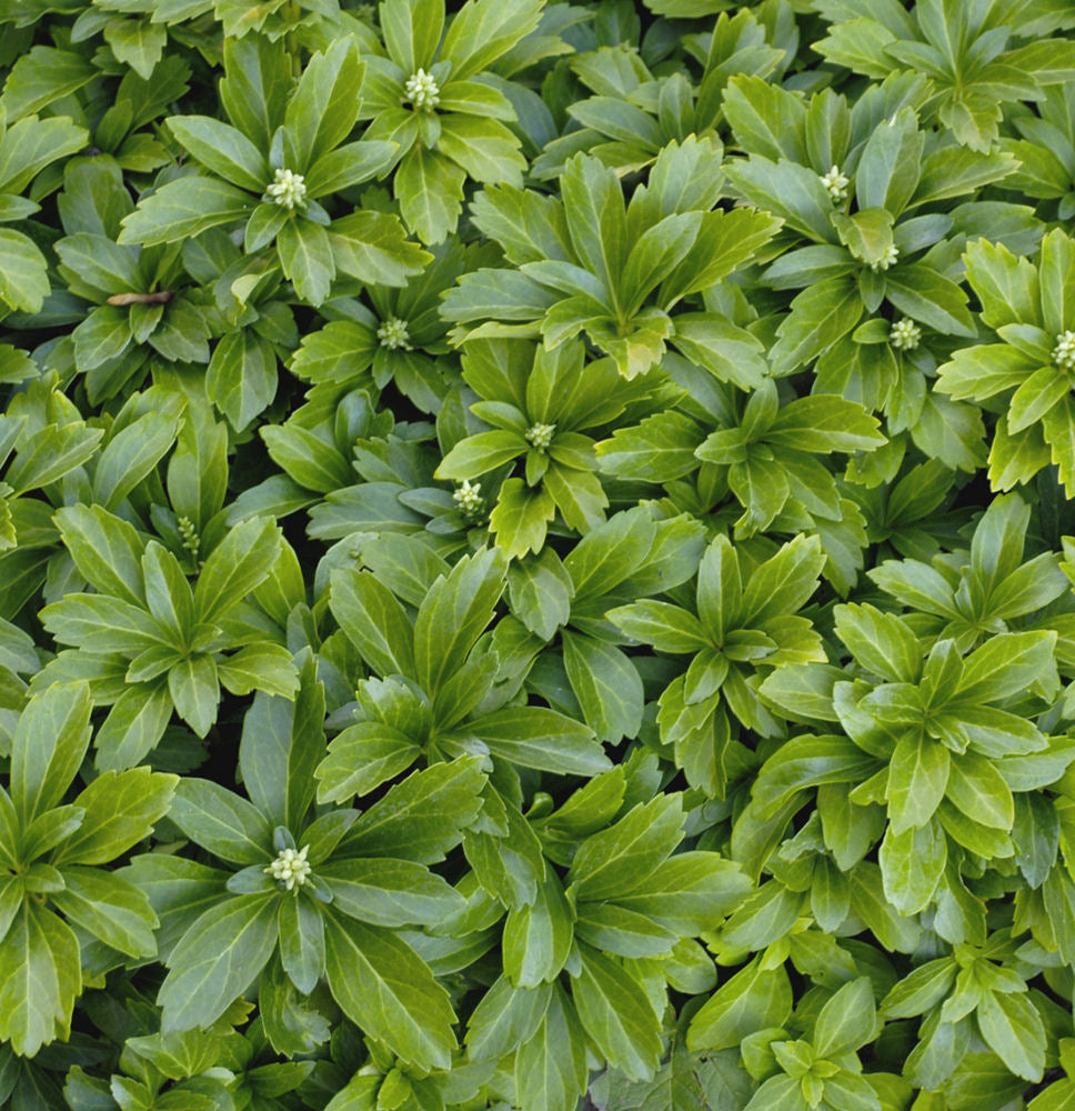 Japanese Spurge (Pachysandra terminalis) - QT