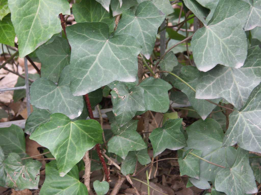 English Ivy (Hedera helix 'Hibernica') - QT