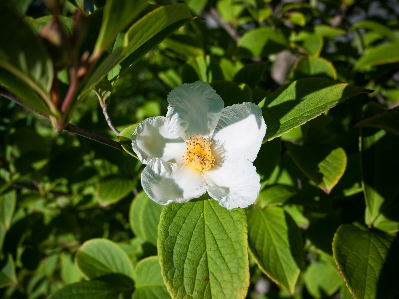 Japanese Stewartia (Stewartia pseudocamellia) - 1 gallon 5-6' TREE