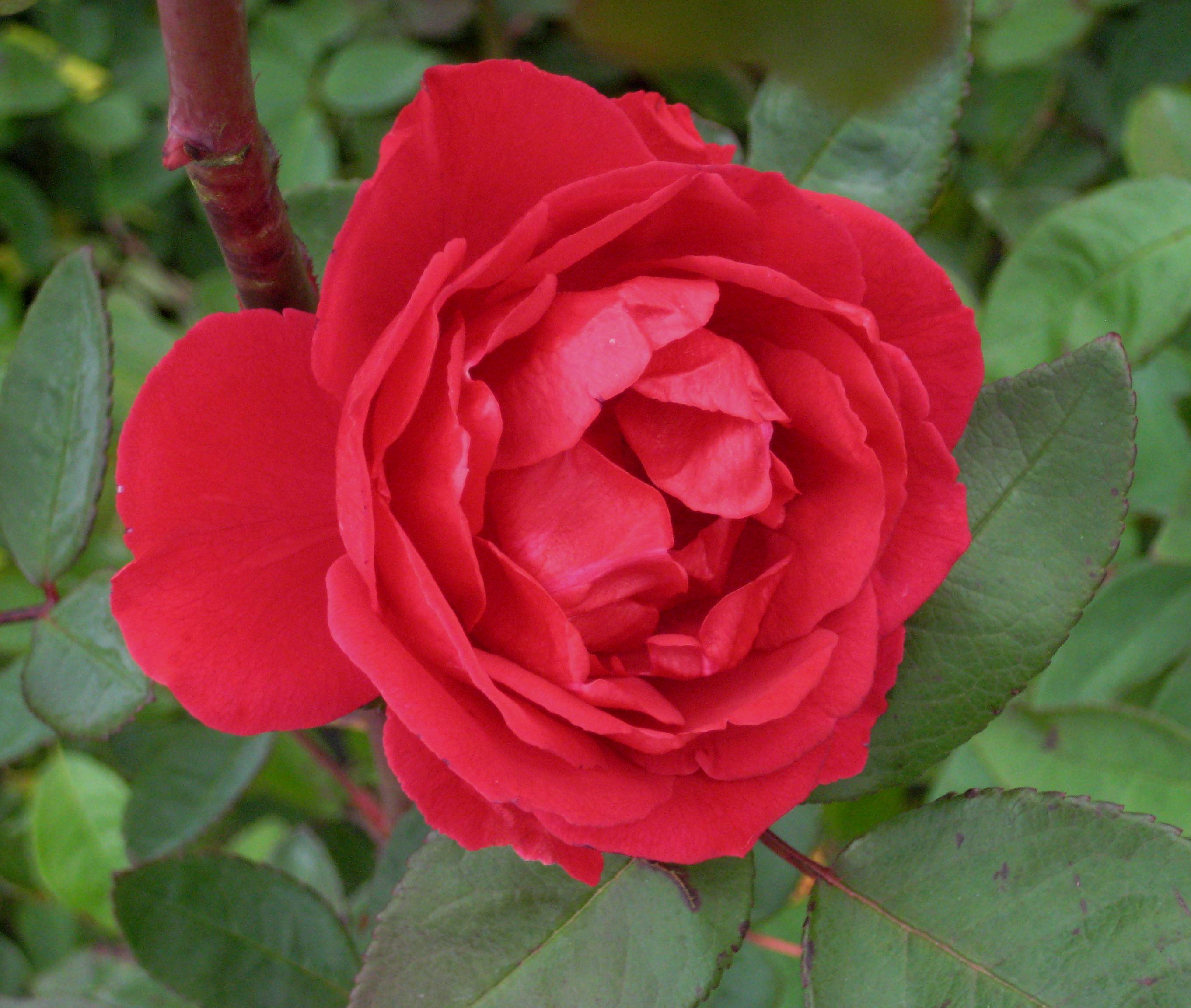 Blaze Climbing Rose (Rosa CL 'Blaze') - 1 gallon