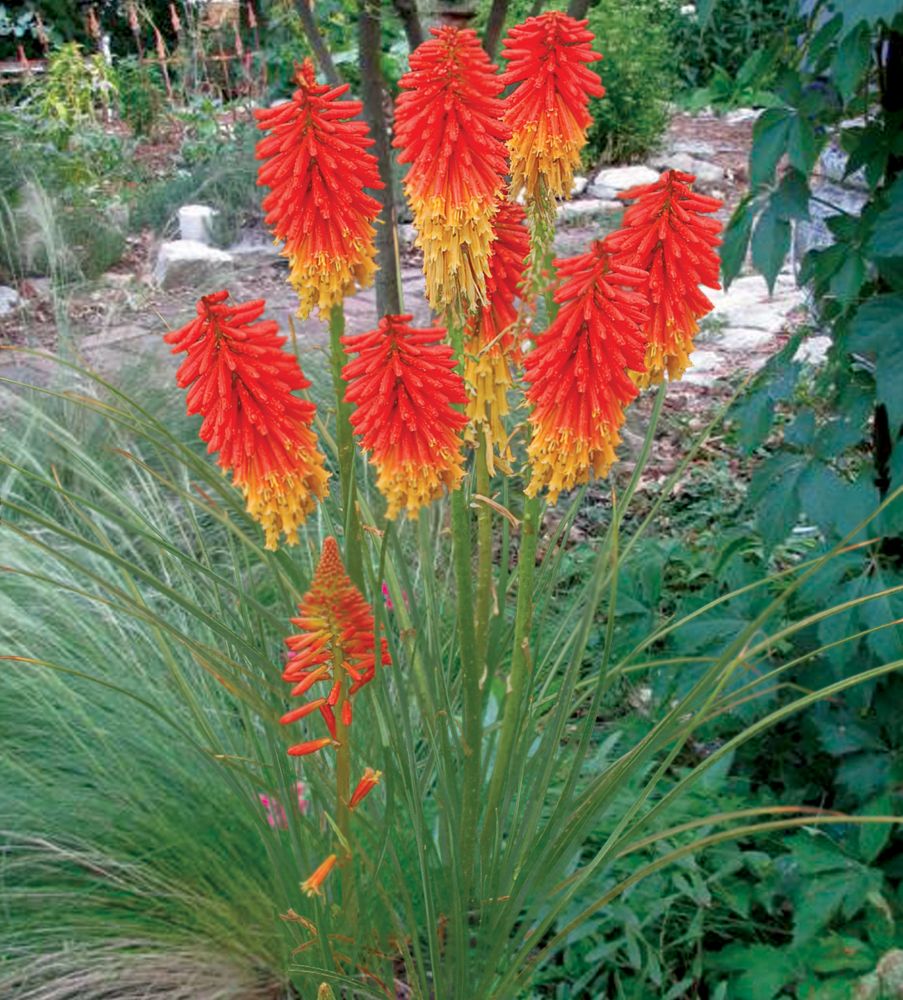 Papaya Popsicle™ Poker Plant (Kniphofia ‘Papaya Popsicle’) - QT
