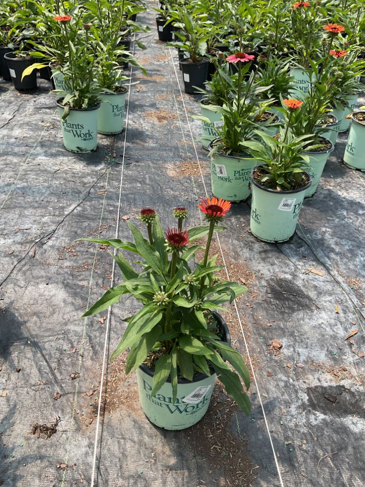Sunseekers® Orange Coneflower (Echinacea SunSeekers Orange ('Apecssior'PBR)) - QT