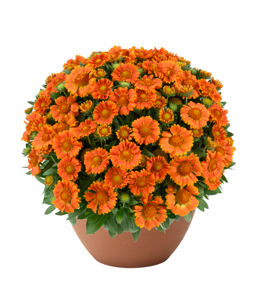 Gusto™ Orange Zest Blanket Flower (Gaillardia Gusto™ Orange Zest) - QT