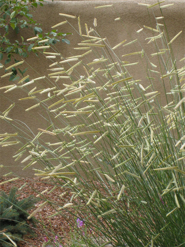 Blonde Ambition Blue Grama Grass (Bouteloua 'Blonde Ambition') - 1 gallon