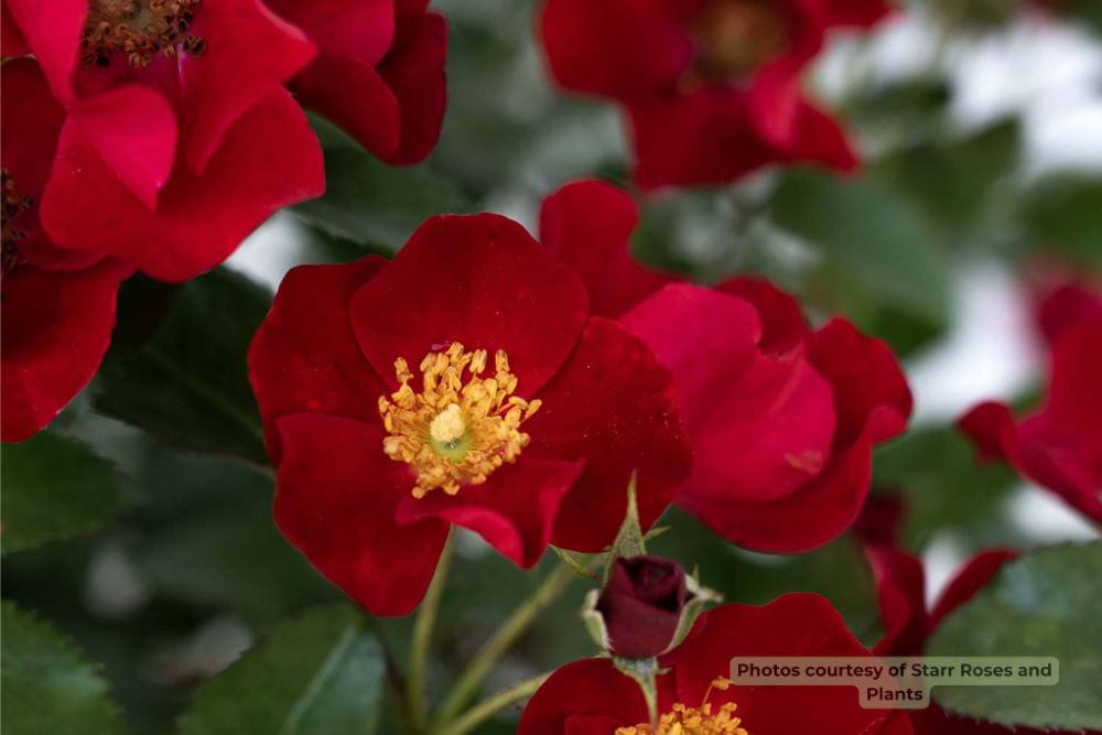 Scarlet Drift® rose (Rosa Scarlet Drift® ('Meidelvega')) - QT