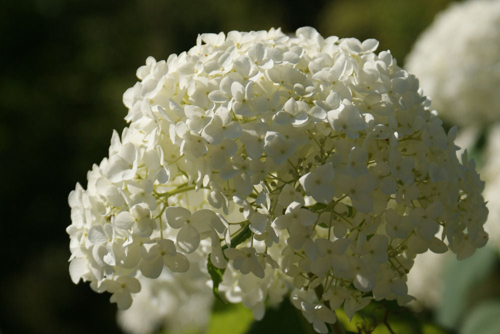 Annabelle Smooth Hydrangea (Hydrangea arborescens 'Annabelle') - QT