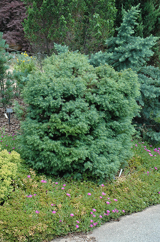 Mushroom Japanese Cedar (Cryptomeria jap. ‘Mushroom’) - 2 gallon