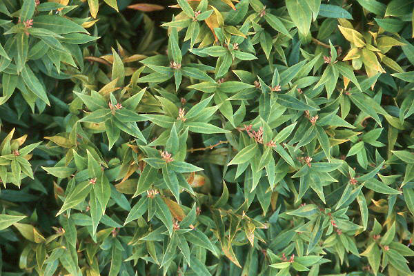 Himalayn sweet box (Sarcococca hookeriana var. humilis) - 2 gallon