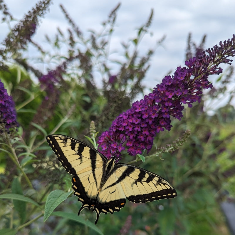 Darkest Night® Butterfly bush ( Buddleia x 'Darkest Night’ (SMNBDMO)) - QT
