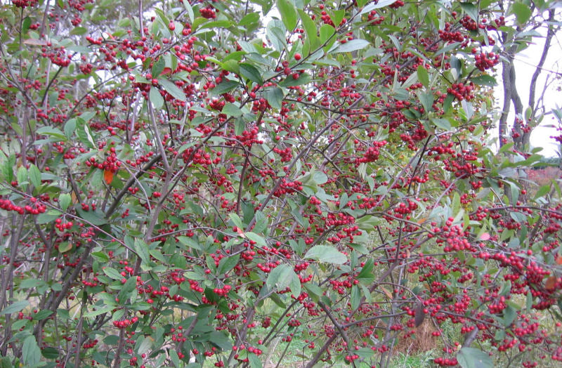 Red Chokeberry (Aronia arbutifolia 'Brilliantissima') - QT