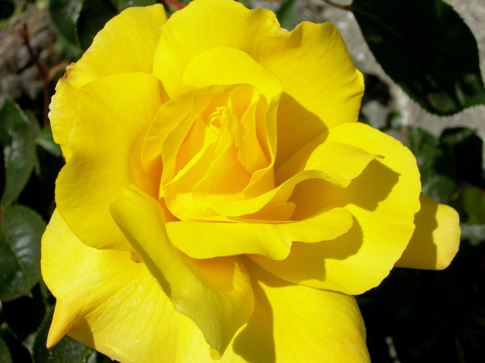 Golden Showers™ Climbing Rose (Rosa CL 'Golden Showers') - QT
