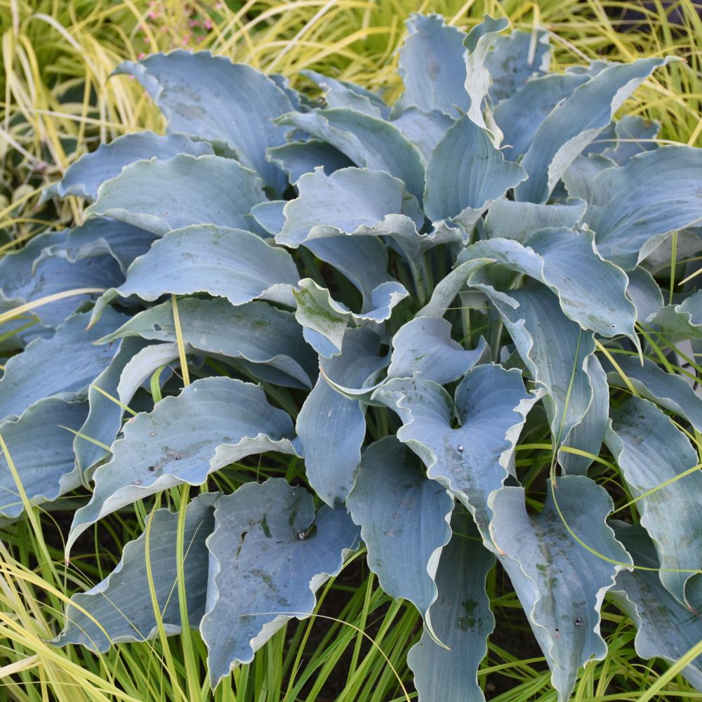 “Tears in Heaven’ Hosta (Hosta 'Tears in Heaven') - QT