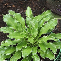 Shadowland® 'Wheee!' Hosta (Hosta wheee) - QT