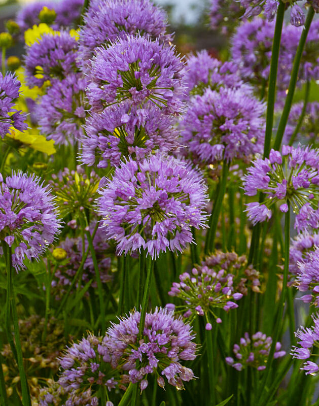 Millenium Ornamental Onion (Allium millenium 'Millenium') - QT