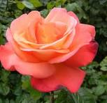 Orange Glow™ Knock Out® (Rosa K.O 'Orange Glow') - QT