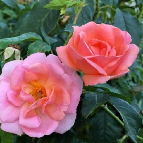 Peachy Knock Out® Rose (Rosa K.O 'Radyod') - QT