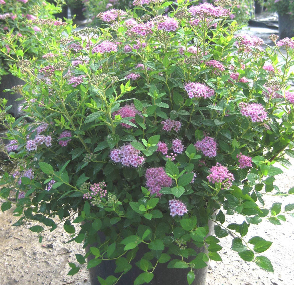 Little Princess Spiraea (Spiraea japonica 'Little Princess') - QT